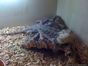 Booker Pet Care, Bearded Dragon Called Bud